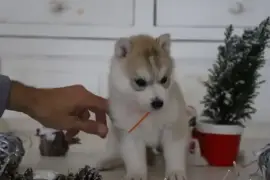 Chiots husky de sibérie, Montreal