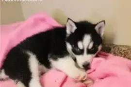 Chiots husky de sibérie, Ho Chi Minh City