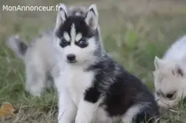 Chiots husky de sibérie, Ho Chi Minh City