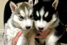 Chiots husky de sibérie, Hooksett
