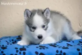 Chiots husky de sibérie, Hooksett