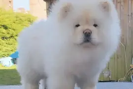 Magnifiques chiots chow chow, Saint-Jean-sur-Richelieu