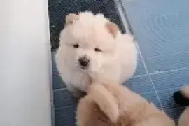 Magnifiques chiots chow chow, Hooksett