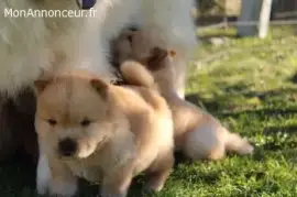 Magnifiques chiots chow chow, Hooksett