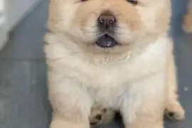 Magnifiques chiots chow chow, Montreal