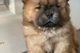 Magnifiques chiots chow chow, Montreal