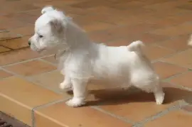 Chiot Westie mâle, Ontario