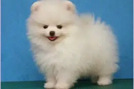 Chiot de type spitz pomeranien femelle, Austin