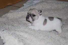 Chiot Bouledogue Français FEMELLE Non LOF, Austin