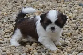 Chiot Shih Tzu femelle, Ontario