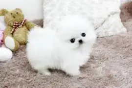 Beau Chiot Spitz nain ( Pomeranian ) blanche, Austin