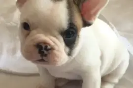 Chiot Bouledogue Français de 3 mois, Québec