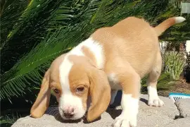 Adorable chiot beagle Femelle, Austin