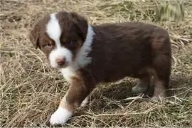 Petite femelle chiot Berger Australien, Austin