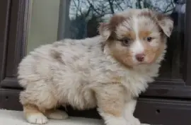 Chiot type Berger australien femelle, Austin