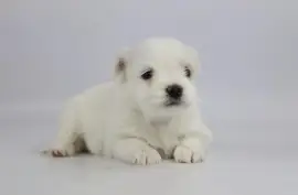 Adorable chiot Bichon maltais femelle, Austin