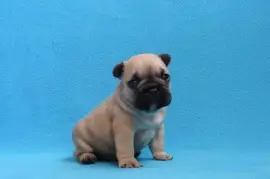 chiot type Bouledogue Français femelle, Austin
