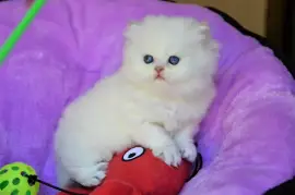 Petite Chaton British Longhair lof, Austin