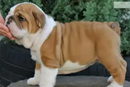 Joli Chiot de type Bulldog anglais femelle, Québec