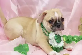 Mimi Chiot Bulldog anglais FEMELLE Non LOF, Québec
