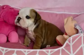 Chiot Bulldog anglais femelle, Québec