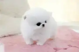 Chiot Type spitz nain pomeranian Petite Femelle, Austin