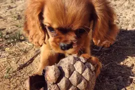 Très belle femelle Cavalier King Charles, Cotonou