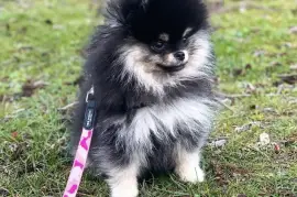 Adorable chiot Spitz nain Poméranien Femelle, Cotonou