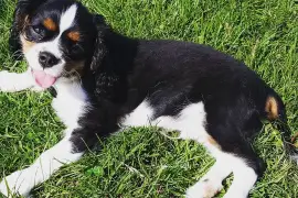 Belle femelle Cavalier King Charles, Cotonou