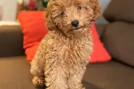 Jolie Chiot Caniche Toy femelle., Cotonou