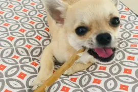Intelligente Chiot Chihuahua femelle de poil court, Cotonou