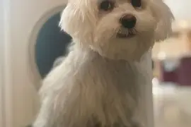 Très jolie Chiot Bichon Maltais femelle, Cotonou