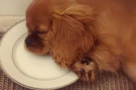 Très belle femelle Cavalier King Charles, Quebec
