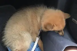 Jolie Chiot Spitz Finlandais., Cotonou