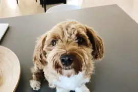 Très jolie Chiot Bichon Havanais femelle, Cotonou