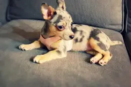 Intelligente Chiot Chihuahua femelle de poil court, Cotonou