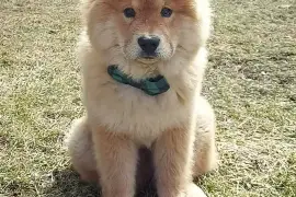 Adorable chiot Chow Chow femelle., Cotonou