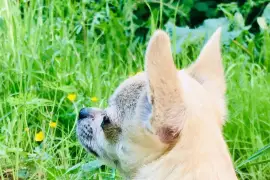 Magnifique Chiot Chihuahua femelle de poil court, Cotonou