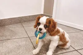Chiot femelle Cavalier King Blenheim, Cotonou
