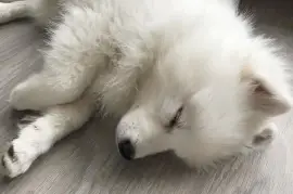 Chiot Spitz Japonais., Cotonou