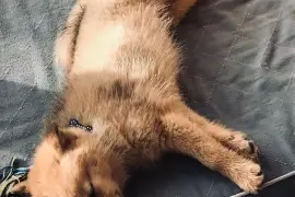 Jolie Chiot Spitz Finlandais., Cotonou