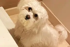 Très jolie Chiot Bichon Maltais femelle, Cotonou