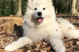 Belle chiot Samoyède femelle de 3 mois deux semain, Cotonou