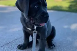 Adorable chiot Cane corso femelle de 3 mois, Cotonou