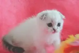 Petite chaton type Scottish Fold, Austin