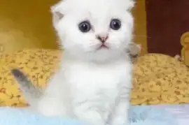 Petite Chaton Scottish Fold femelle, Austin