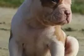 Chiot Bebe bouledogue americain, Austin