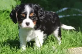 Chiot Cavalier King Charles Mâle, Austin