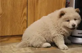 Mini chiot type Chow-Chow femelle, Austin