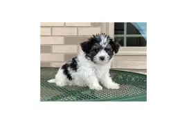 Chiot Coton De Tulear Non Lof, Toronto